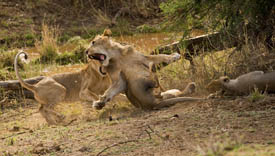 lion fight